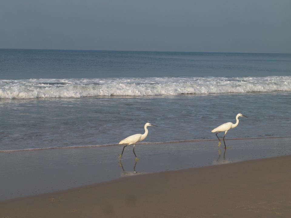 Oceanic Beach Residency Varkala Εξωτερικό φωτογραφία